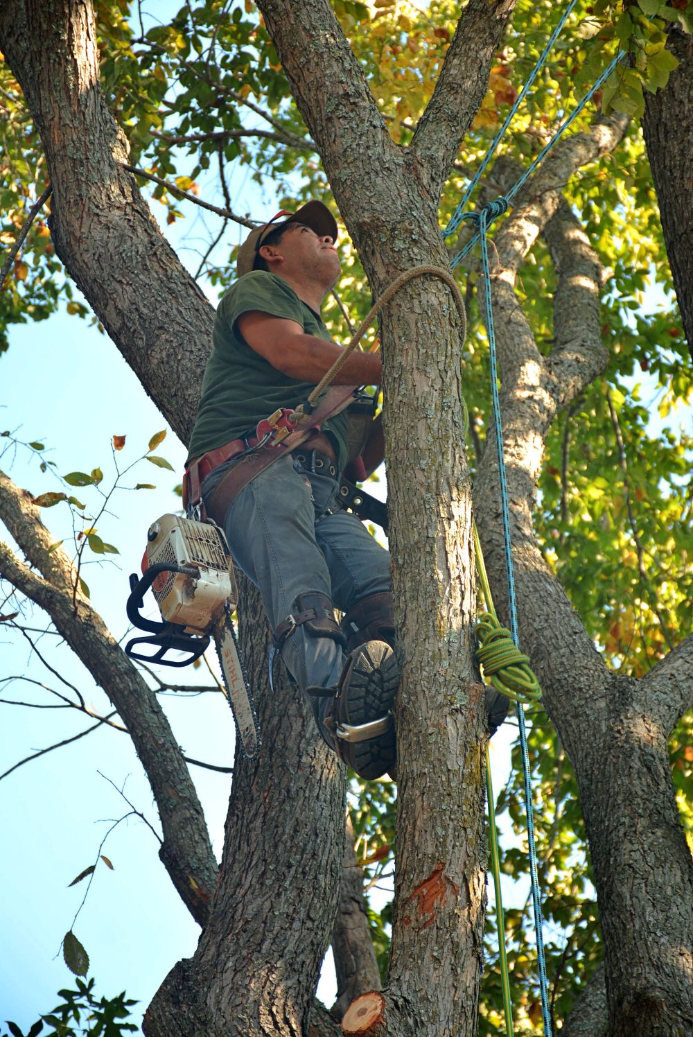 An arborist in safety gear up a tree with a chainsaw