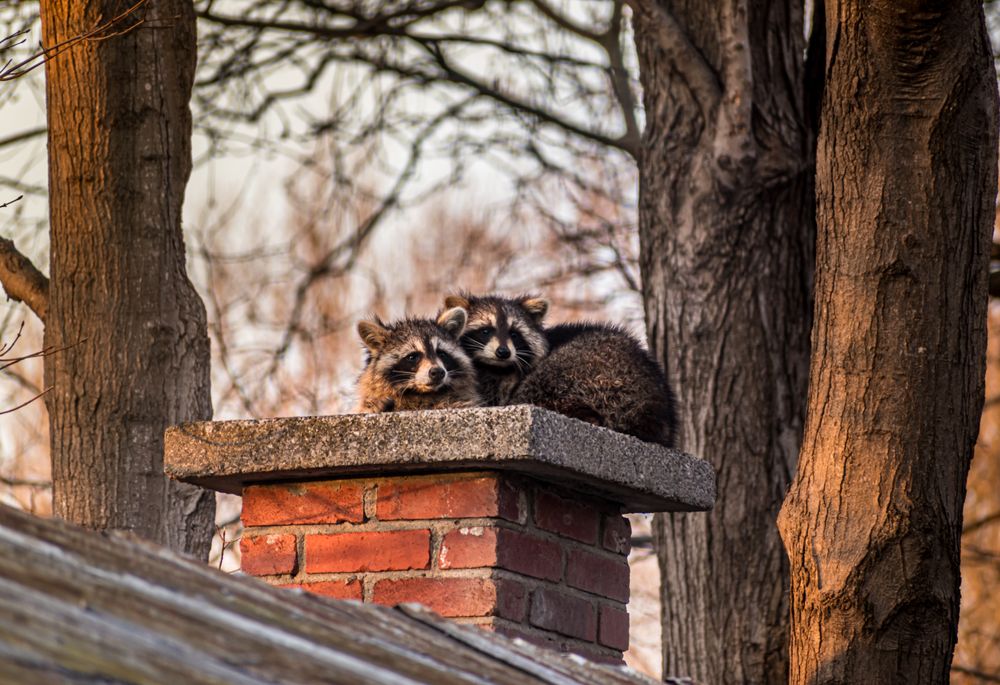 Two raccoons sitting on a house chimney